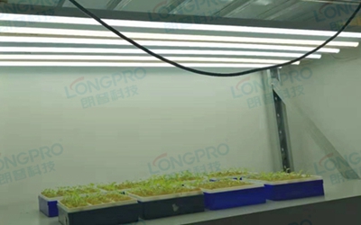 UV紫外線照射實驗：植物如何應對自然環(huán)境中的紫外線威脅？